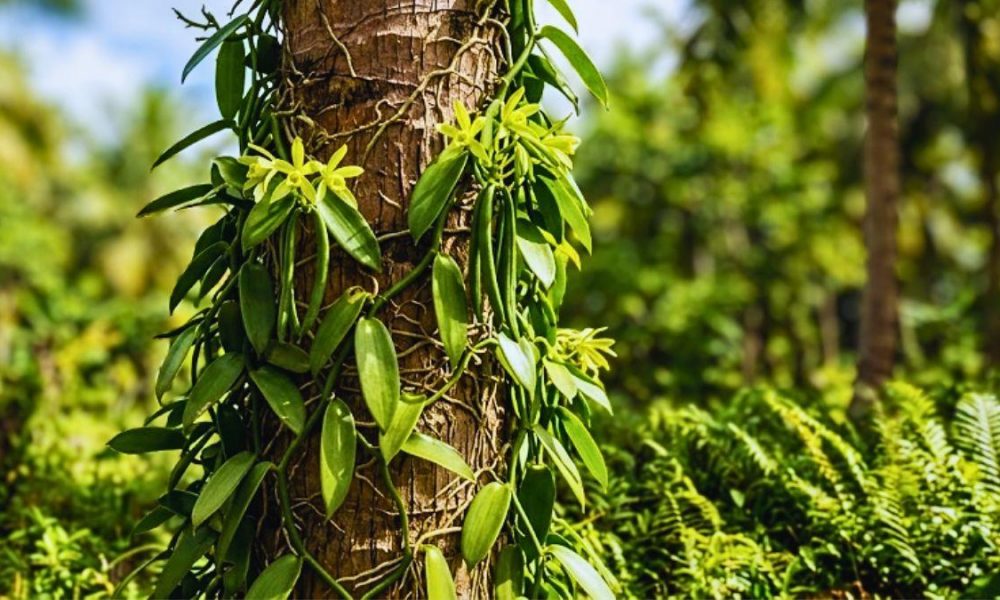 Trois générations de producteurs de vanille malgache étendent leur présence dans 13 pays