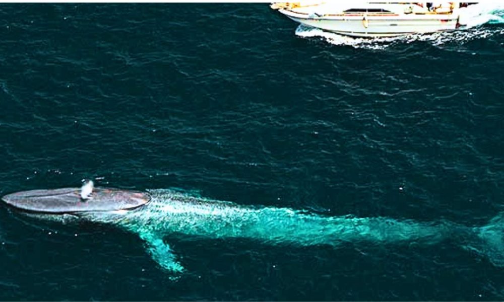 L’Autorité du Tourisme réalise 151 inspections pour protéger les baleines et les dauphins